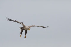White Tailed Eagle (Aalfred)