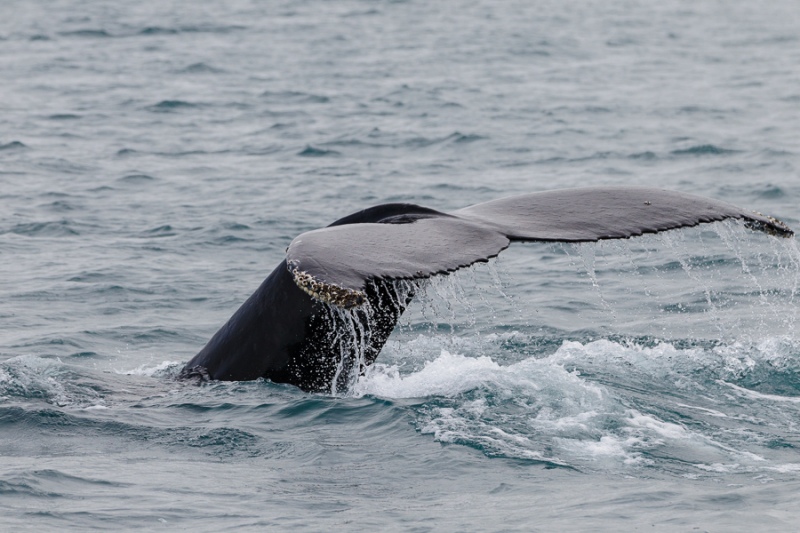 Iceland 2011 - Humpback Whale