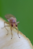 Faulfliege - Meiosimyza rorida