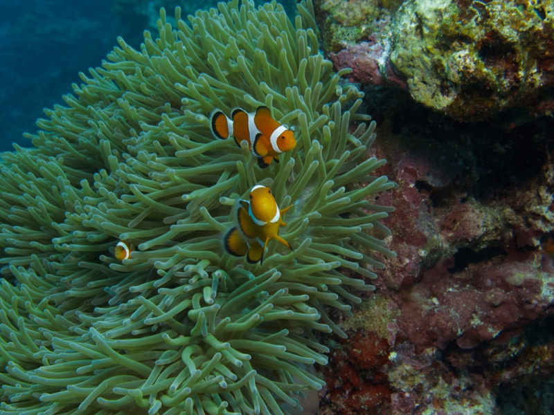 Anemone mit Anemonenfisch (Nemo)