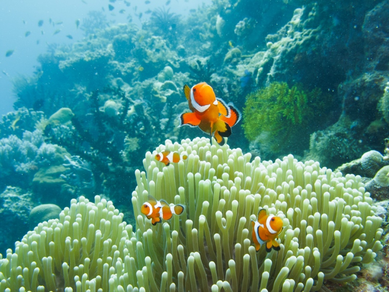 Anemone with Anemonfish (Nemo)
