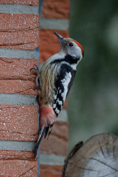 (Wall-) Middle Spotted Woodpecker